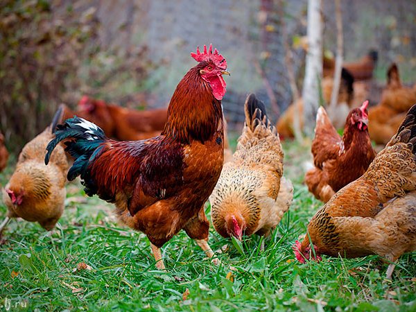 Породы куриц | ЗооТом - продажа, вязка и услуги для животных в Усть-Илимске