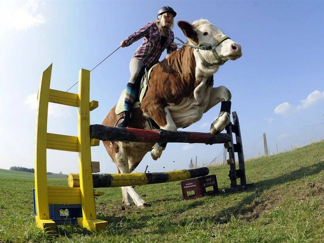 Статьи о коровах в Усть-Илимске | ЗооТом портал о животных