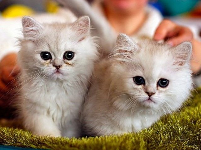 Породы кошек в Усть-Илимске | ЗооТом портал о животных