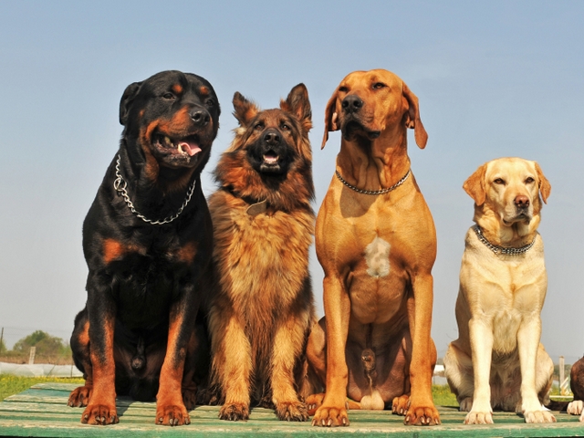 Крупные породы собак в Усть-Илимске | ЗооТом портал о животных