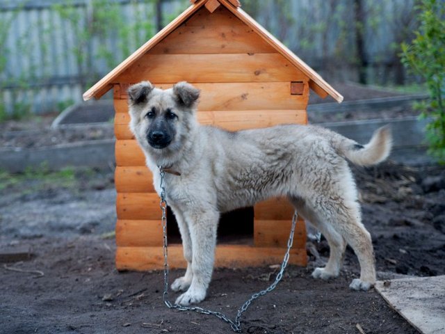 Все о собаках в Усть-Илимске Все о собаках в Усть-Илимске